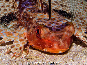 Flying Gurnard on a night dive in Komodo.
Olympus E330, ... by Christian Nielsen 